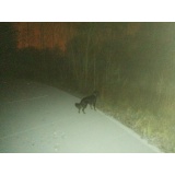 Собака - 14.jpg Собака - 14.jpg